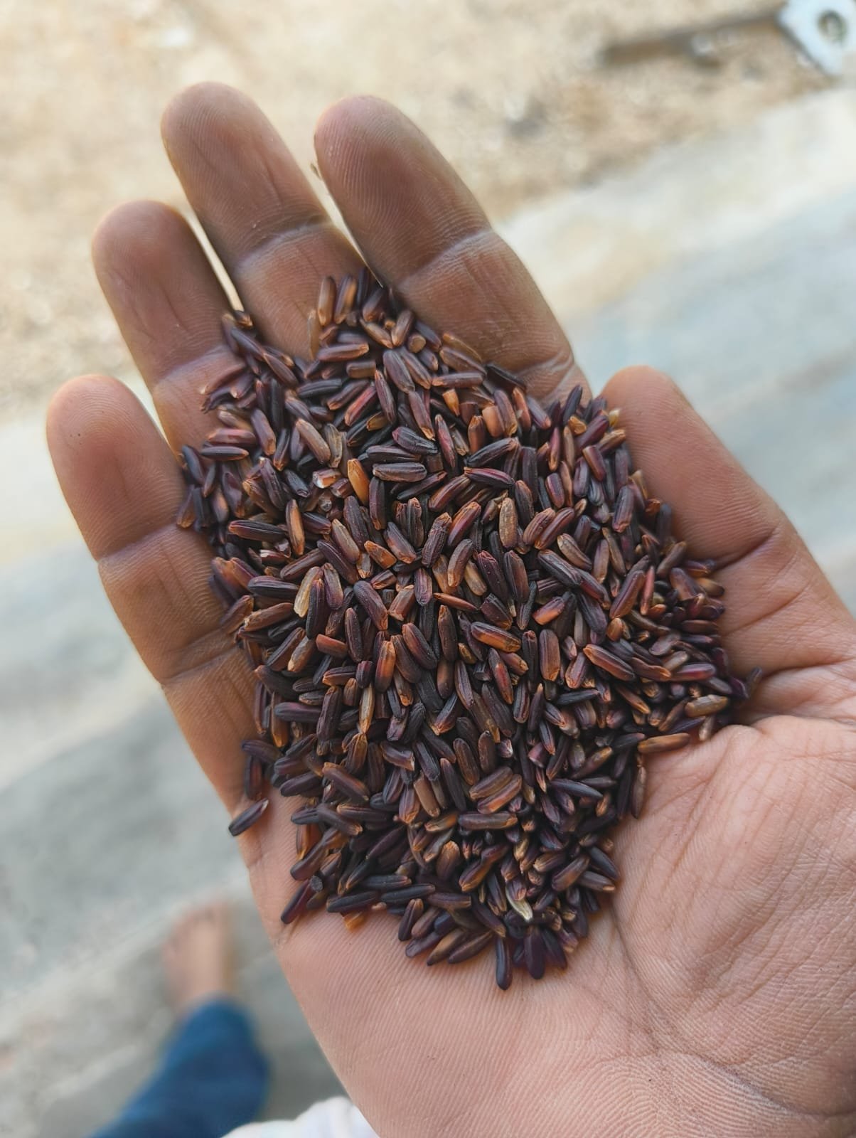 Black rice offered at a traditional community feast in Manipur, one of the black rice growing regions of India